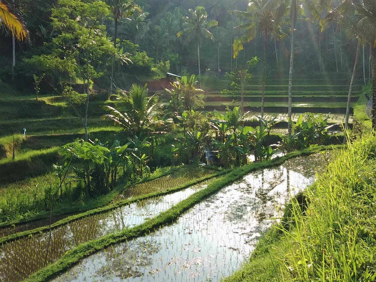 טגלאלאנג Villa Rimba Ubud מראה חיצוני תמונה