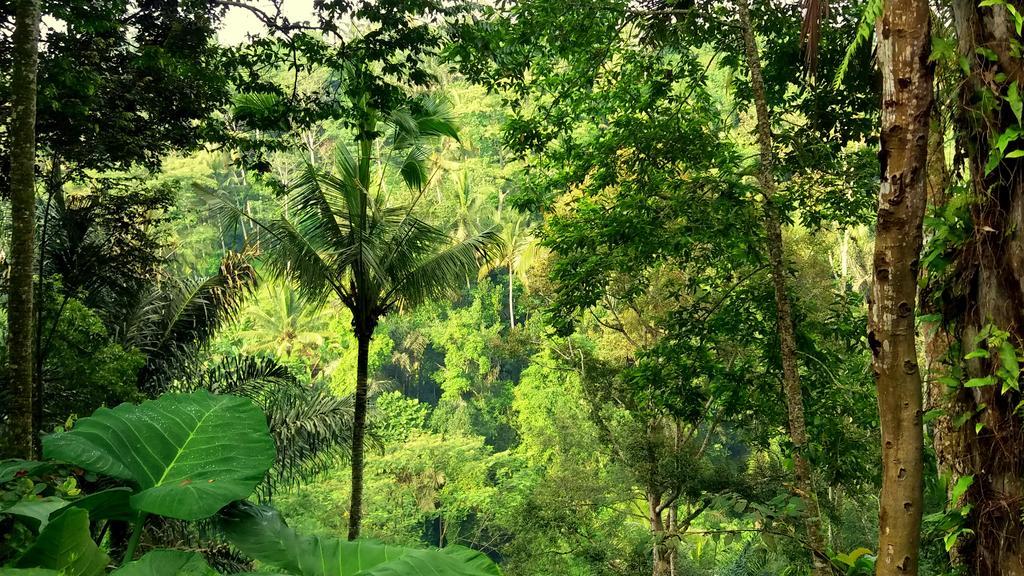 טגלאלאנג Villa Rimba Ubud מראה חיצוני תמונה
